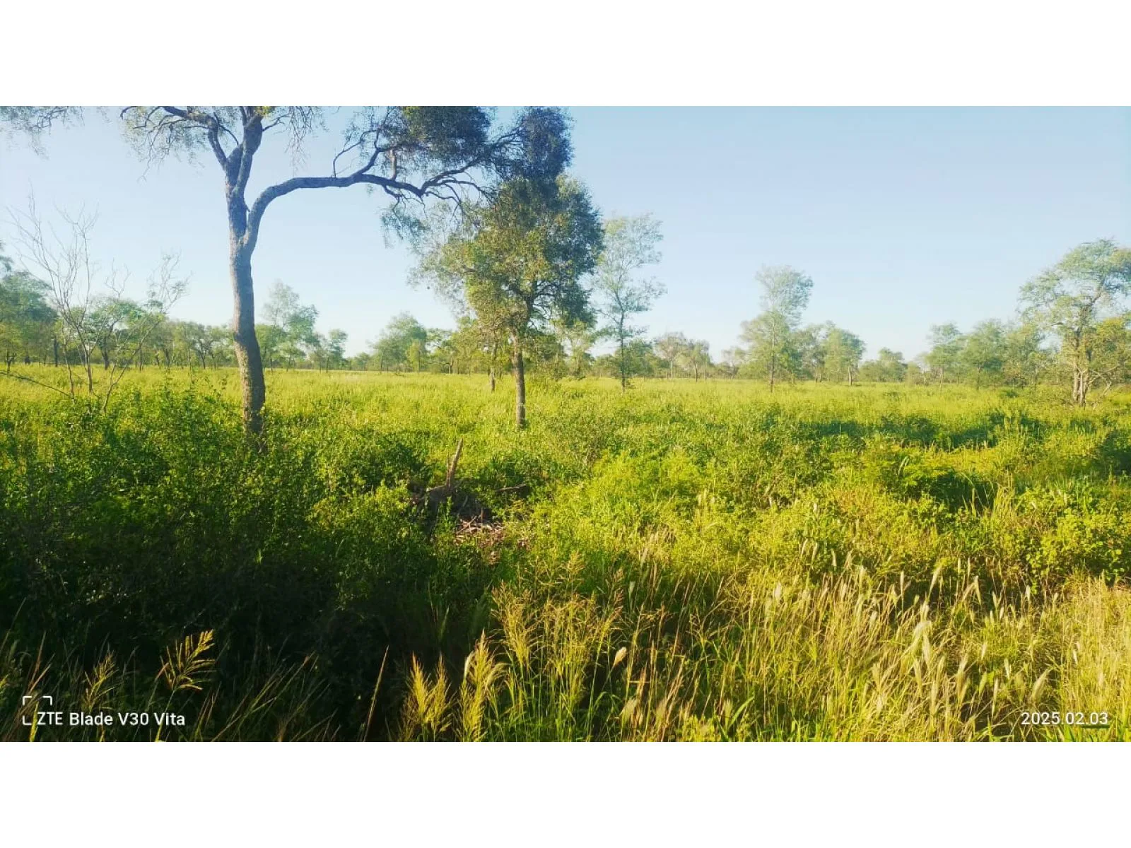 Venta de campo ganadero 1.200 HAS Figueroa, Santiago del Estero foto 3