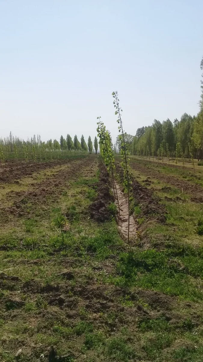 Venta de Finca/campo en Tunuyan foto 4