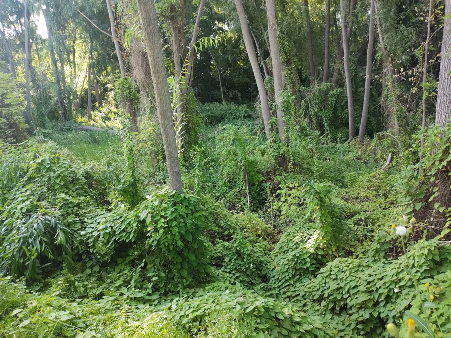 VENTA DE 16 HECTAREAS DE TERRENO CON LAGUNA foto 4