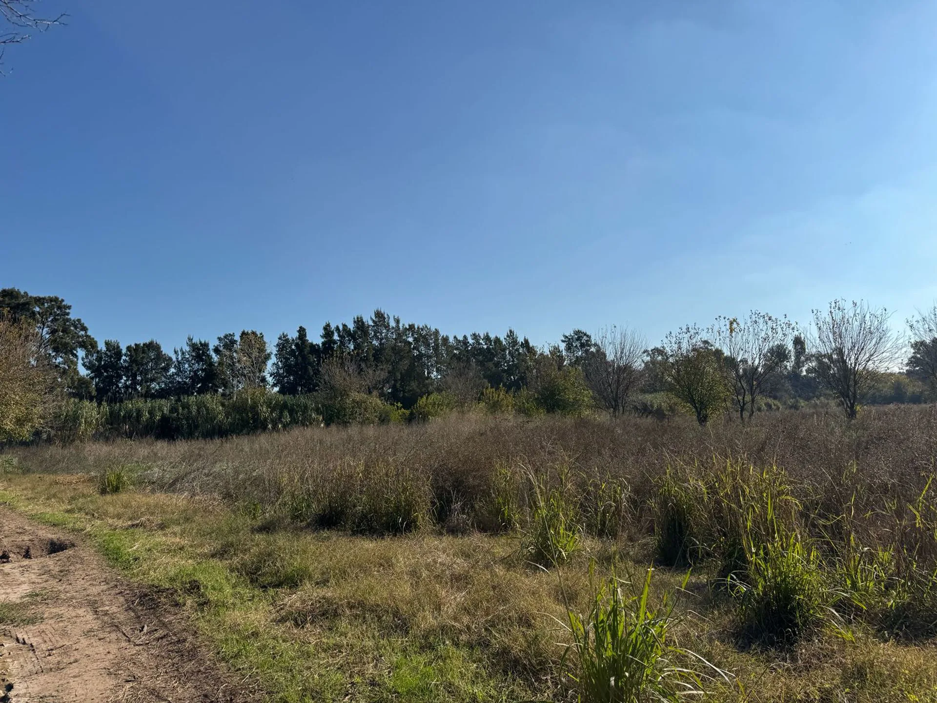 VENTA CAMPO 8,5 HECTAREAS, RUTA 25 PILAR foto 4