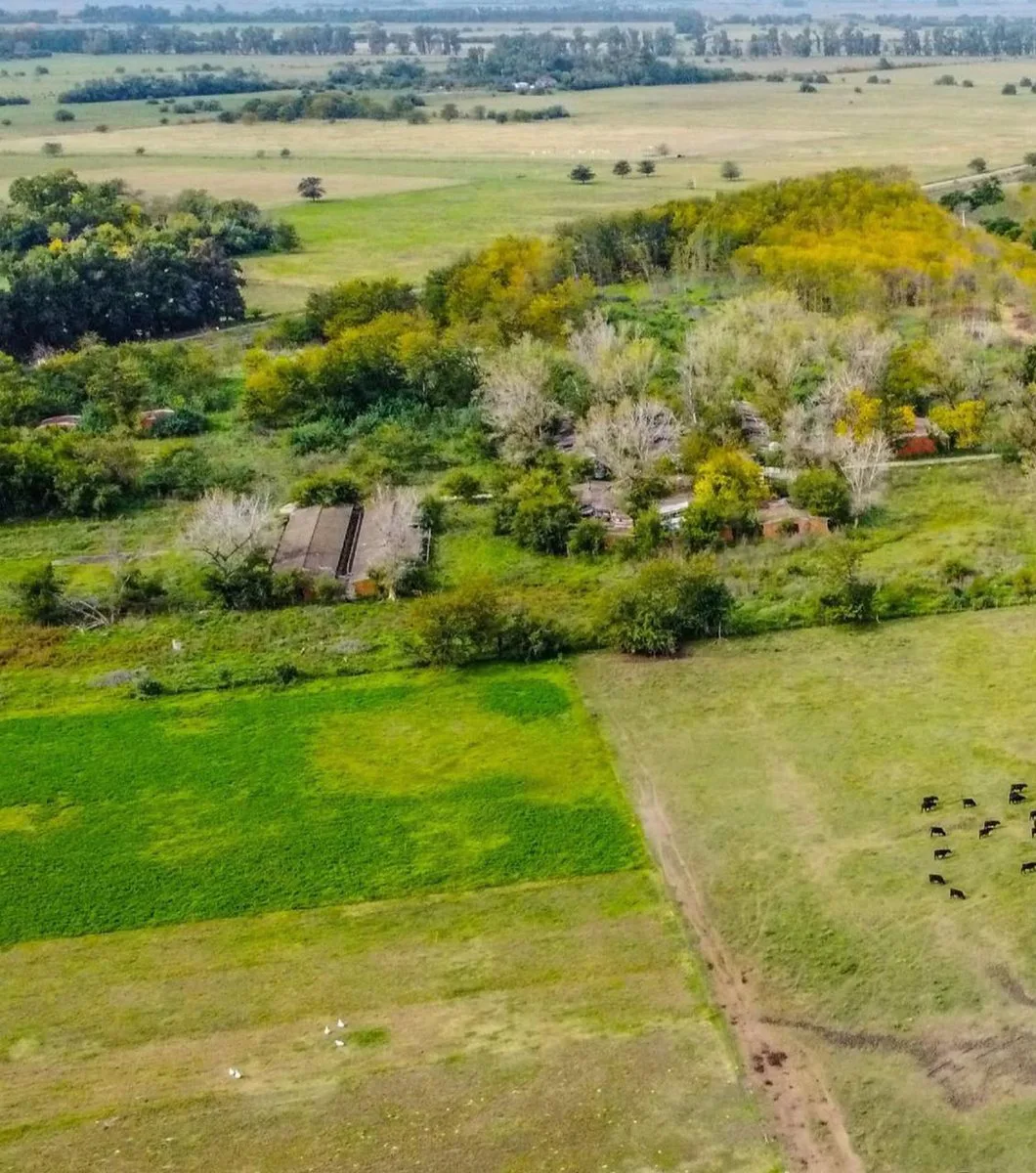 VENTA ESTANCIA LA FRANCESA BRANDSEN/CAMPO MIXTO foto 4