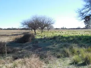 Loteo en Ataliva Roca foto 4