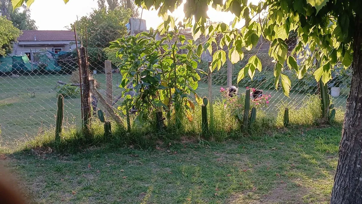 LOTE  360 m2 EN VENTA  -  LUJÁN - foto 4