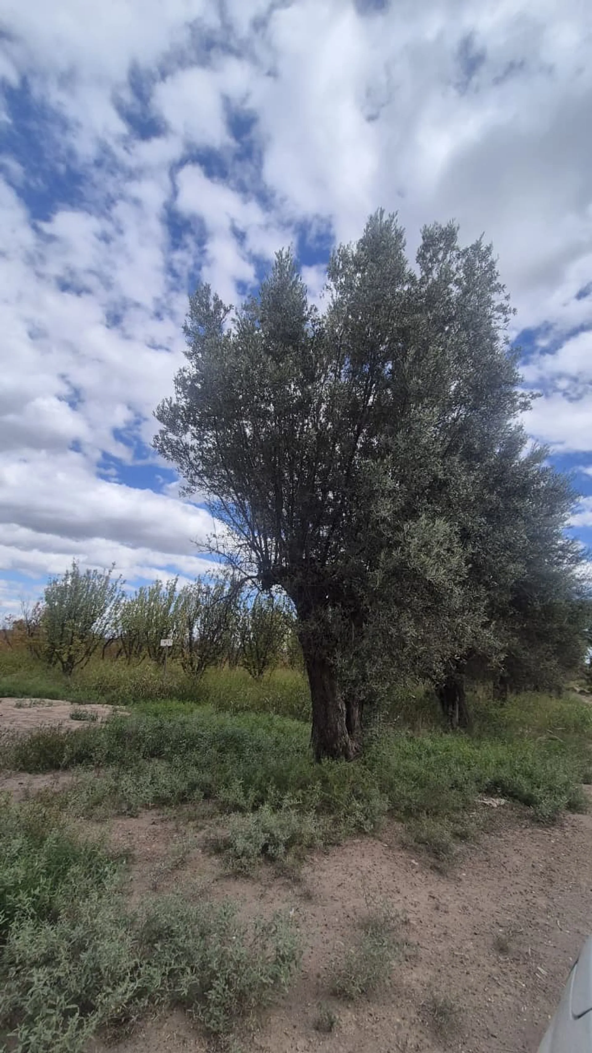 VENTA FINCA 79 HA - SAN MARTIN - MENDOZA foto 2