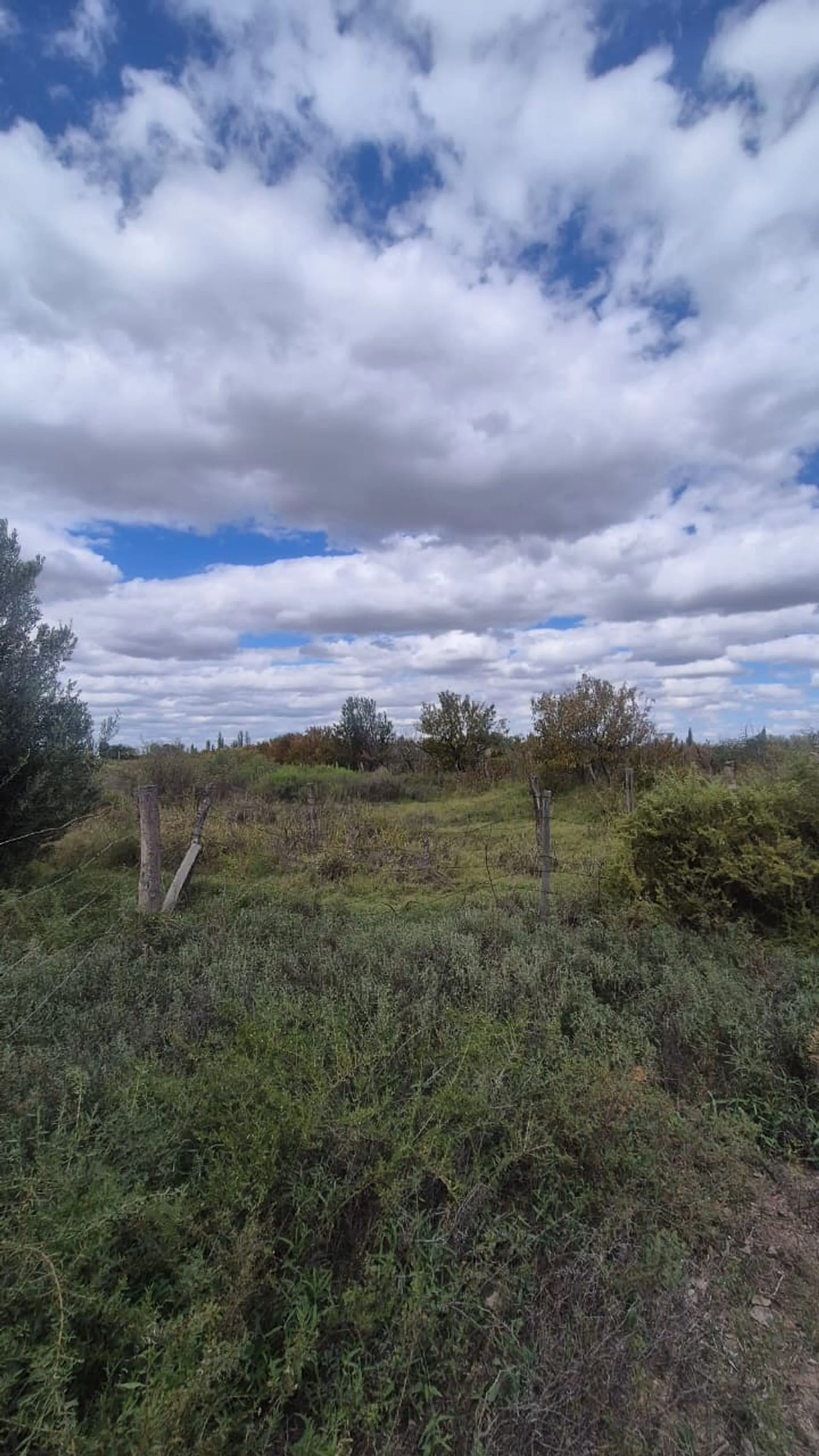 VENTA FINCA 79 HA - SAN MARTIN - MENDOZA foto 3