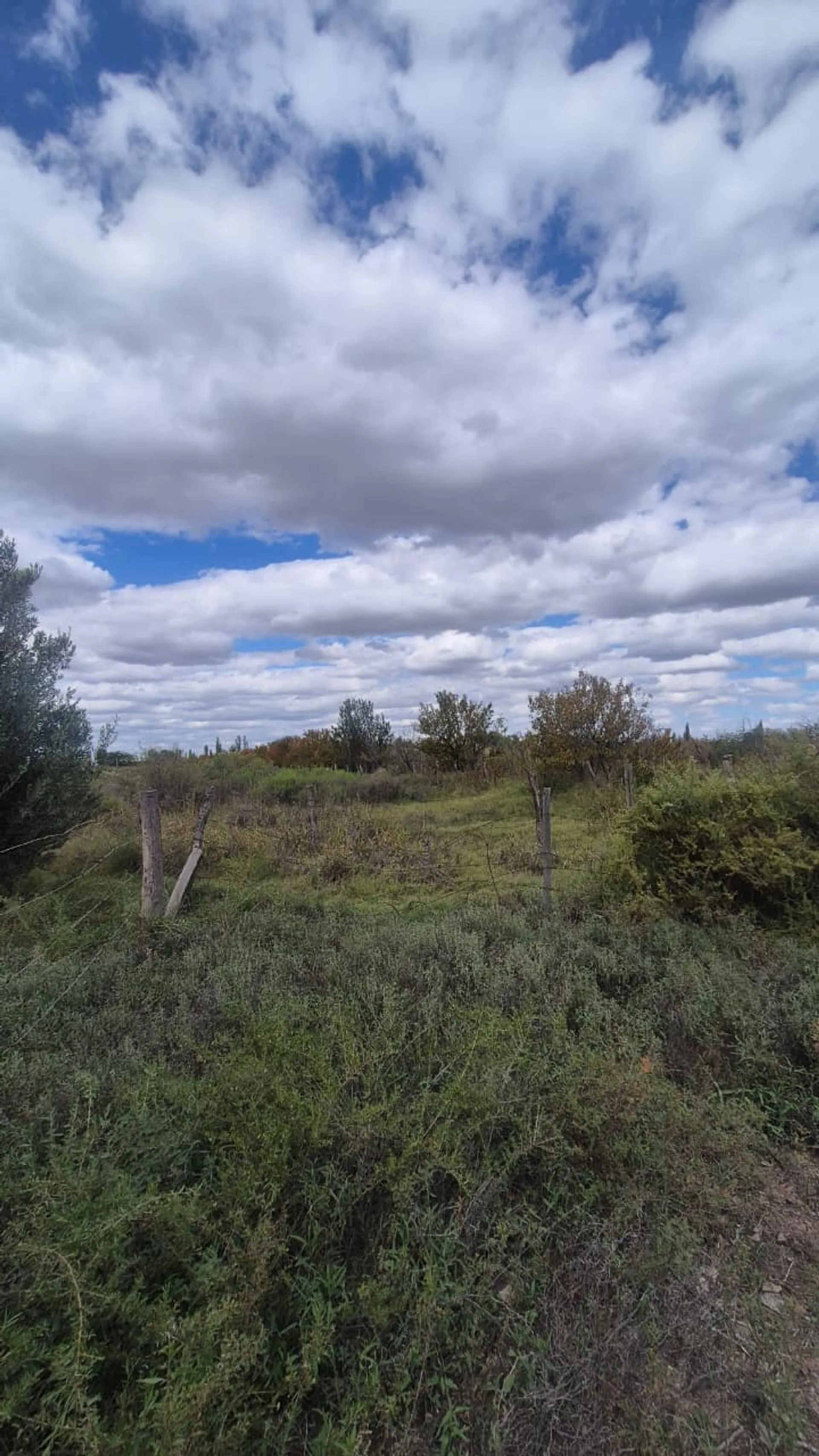 VENTA FINCA 79 HA - SAN MARTIN - MENDOZA foto 4