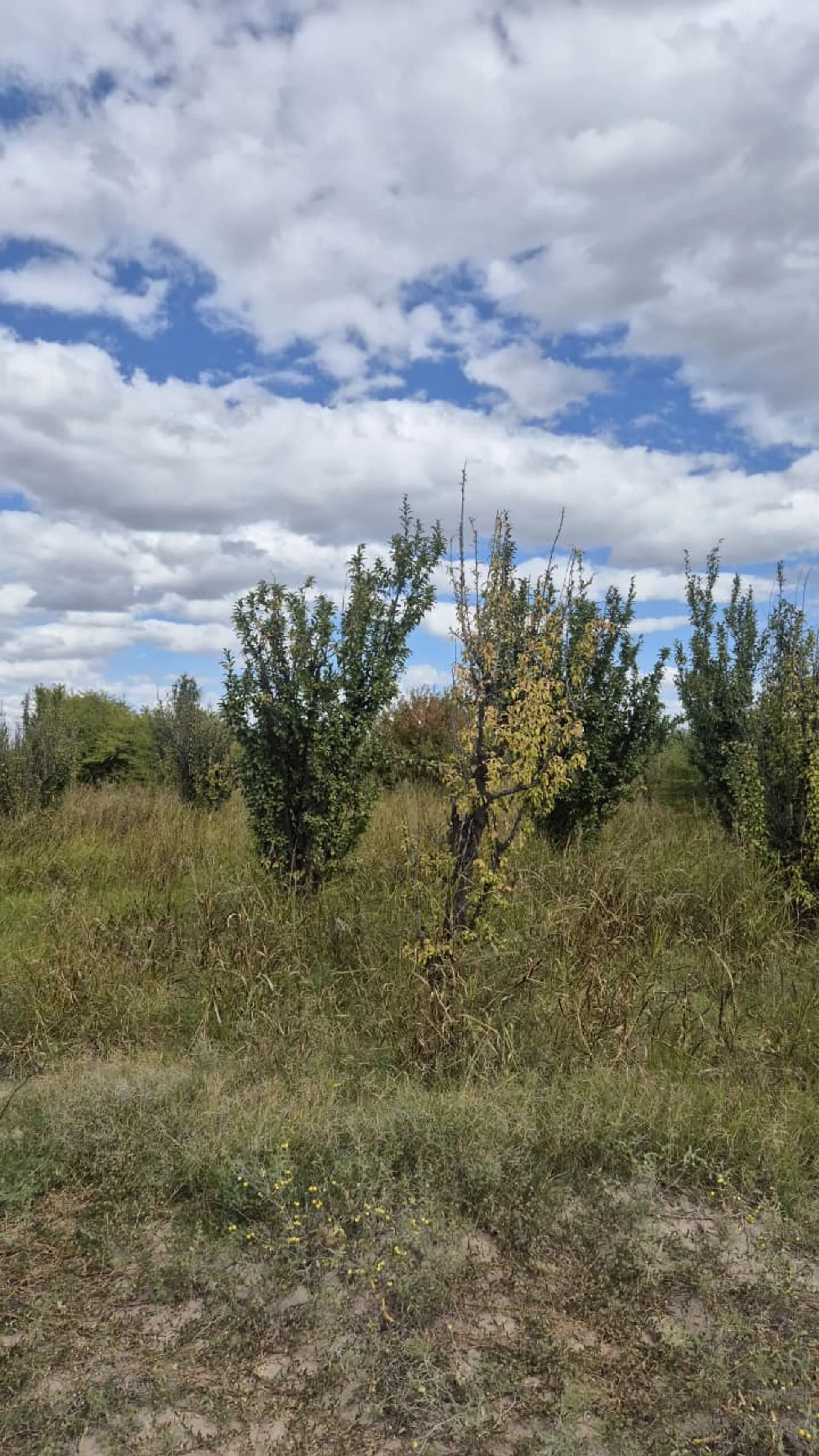 VENTA FINCA 79 HA - SAN MARTIN - MENDOZA foto 5