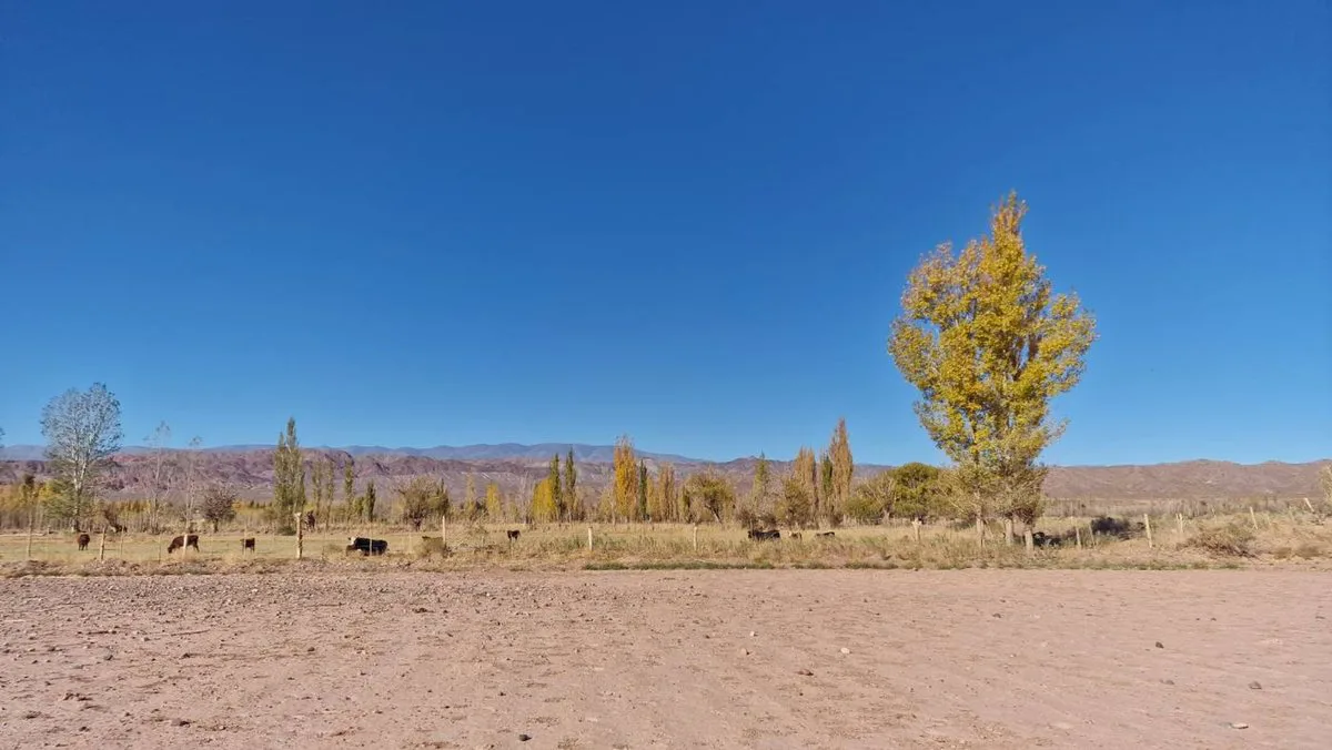 VENTA GRAN TERRENO 1,12 HAS EN BARREAL SUR foto 4