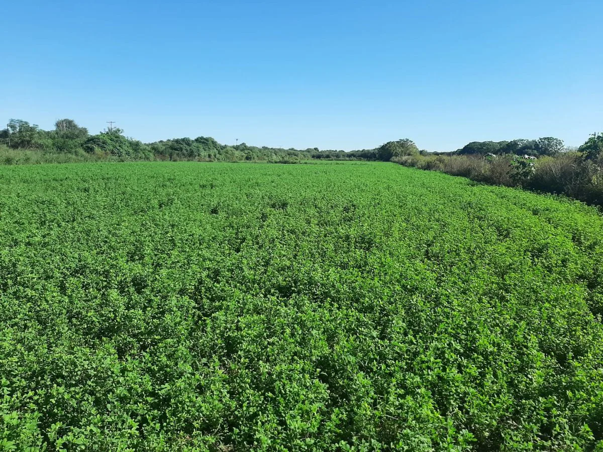 CAMPO EN VENTA SURI POZO - SANTIAGO DEL ESTERO