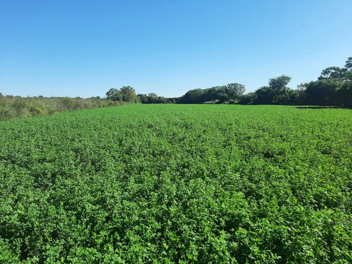 CAMPO EN VENTA SURI POZO - SANTIAGO DEL ESTERO foto 3
