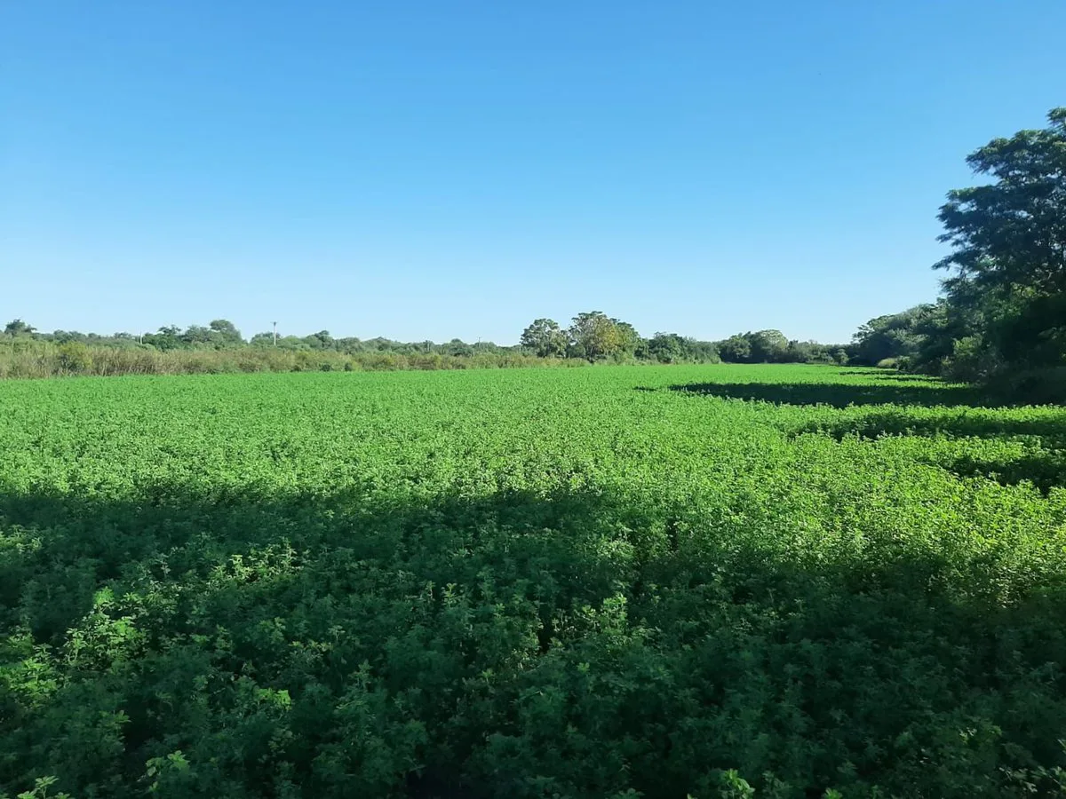 CAMPO EN VENTA SURI POZO - SANTIAGO DEL ESTERO foto 4