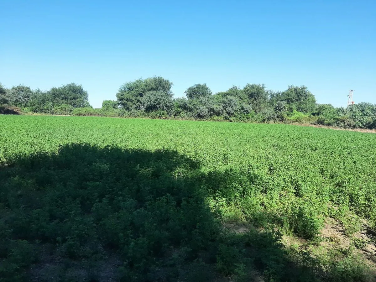 CAMPO EN VENTA SURI POZO - SANTIAGO DEL ESTERO foto 5