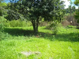 **VENDO CHACRA 12,5 has. SAN MARTIN-MNES** foto 1