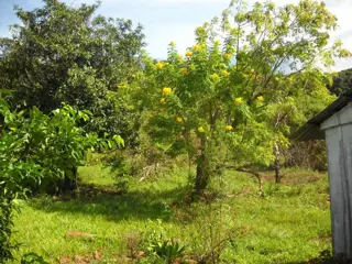 **VENDO CHACRA 12,5 has. SAN MARTIN-MNES** foto 2