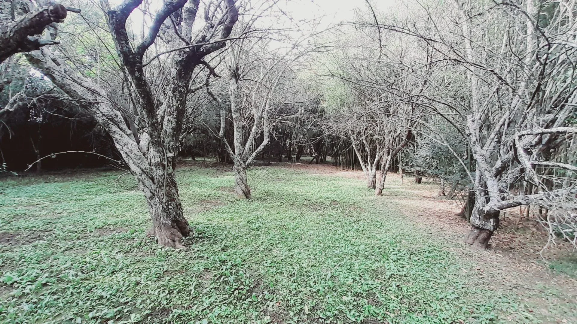 VENTA TERRENO EN YALA A foto 2