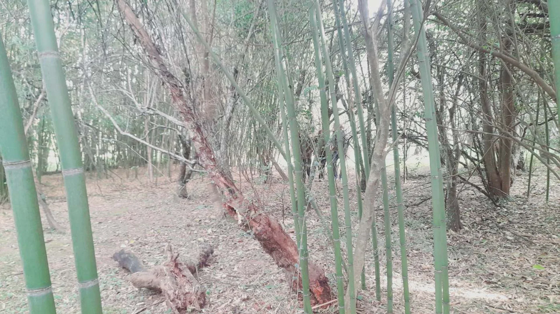 VENTA TERRENO EN YALA A foto 4