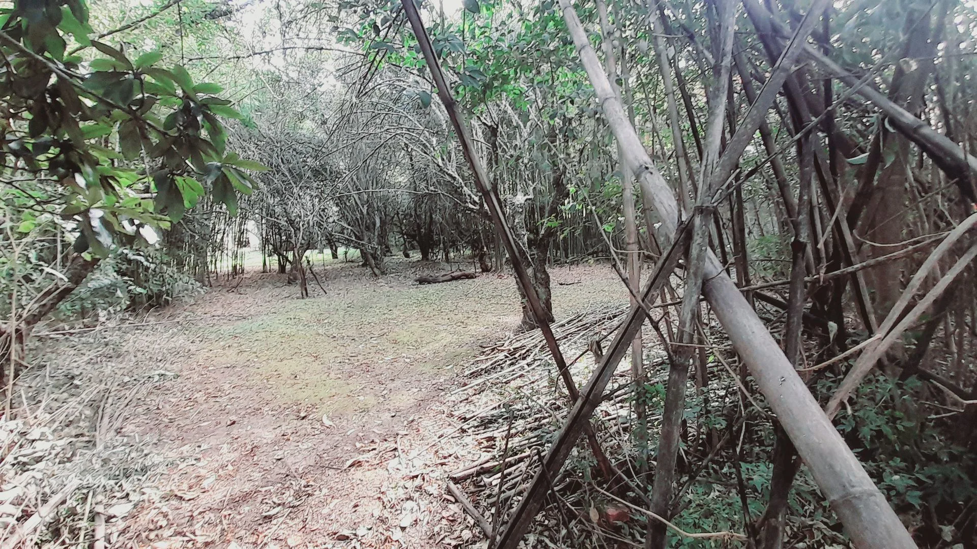 VENTA TERRENO EN YALA A foto 5