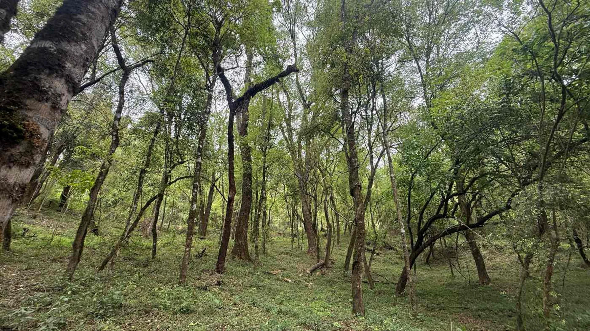 VENTA TERRENO HORCO MOLLE  1198,36M2 foto 2