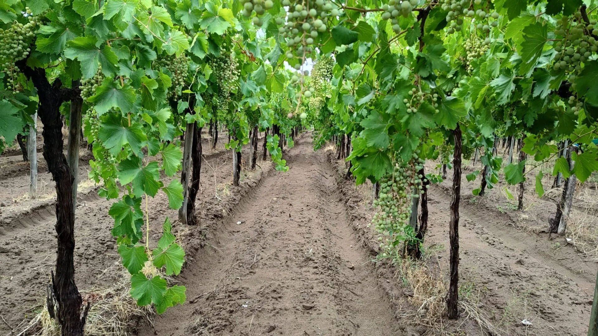 Finca con parral y ciruelos en San Martin