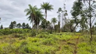 CAMPO EN VENTA EN GOBERNADOR ROCA MISIONES - 70 HECTÁREAS A METROS DE RUTA N°12 foto 3
