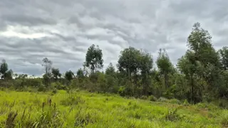 CAMPO EN VENTA EN GOBERNADOR ROCA MISIONES - 70 HECTÁREAS A METROS DE RUTA N°12 foto 4