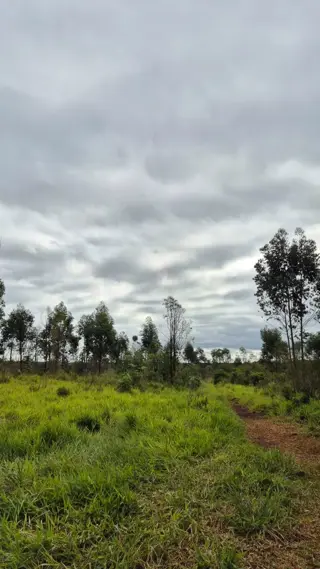 CAMPO EN VENTA EN GOBERNADOR ROCA MISIONES - 70 HECTÁREAS A METROS DE RUTA N°12 foto 5
