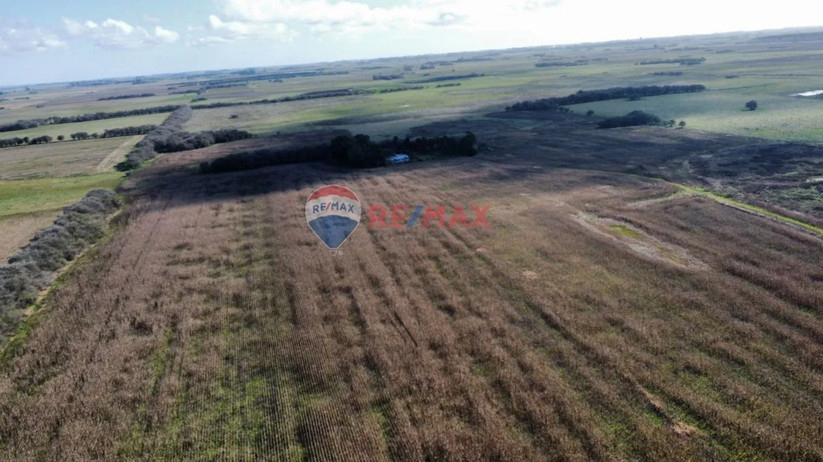 CAMPO VENTA 32 HECTAREAS EN GENERAL MADARIAGA foto 4