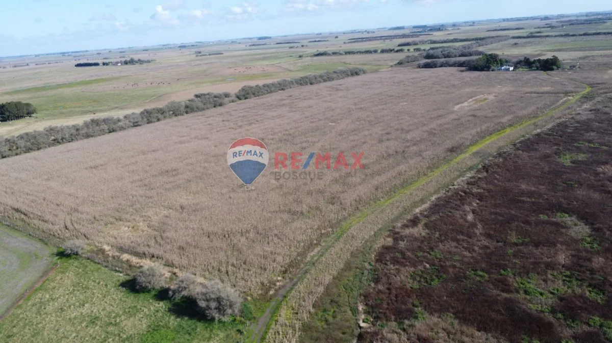 CAMPO VENTA 32 HECTAREAS EN GENERAL MADARIAGA foto 5