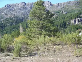 Imperdible Lote Céntrico en Lago Puelo. foto 2