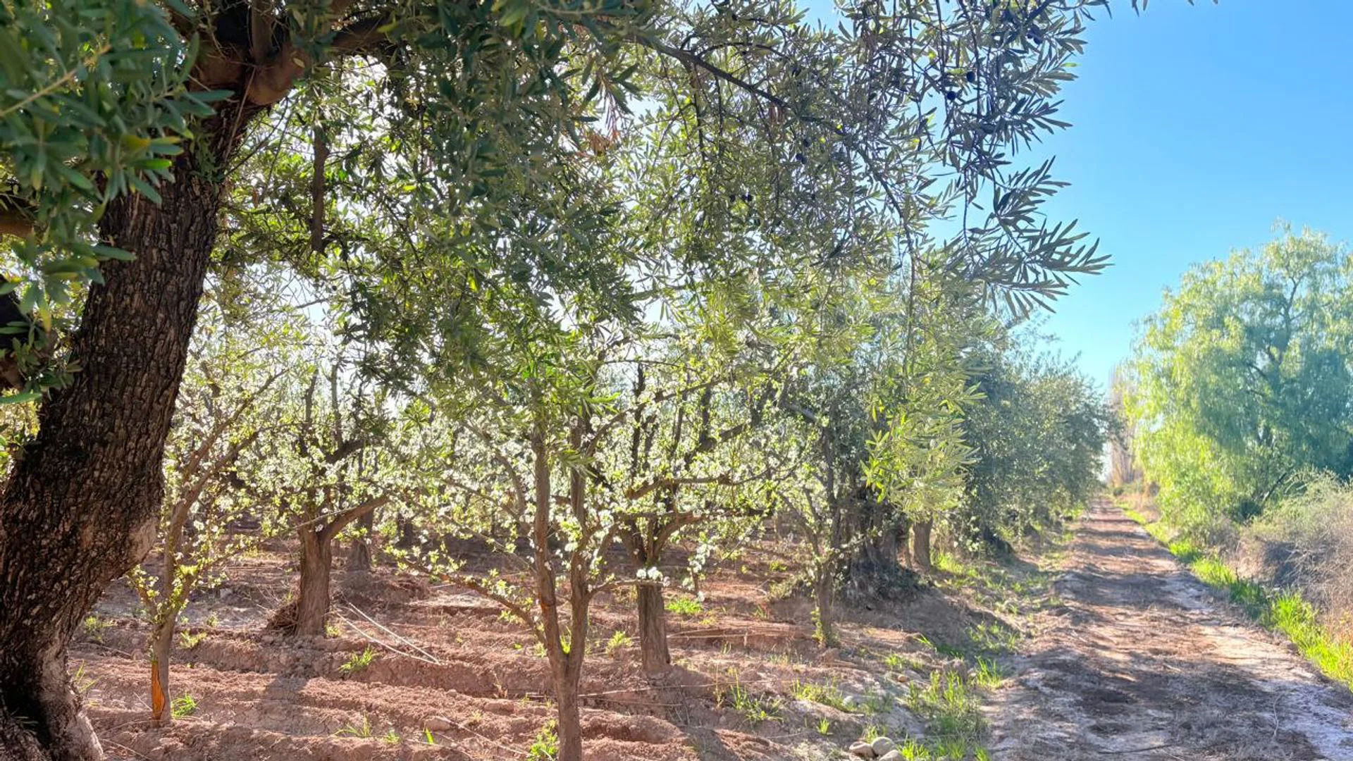 VENTA FINCA MAIPÚ foto 3