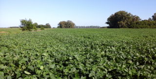 Campo Agricola Ganadero - 97 Ha foto 2