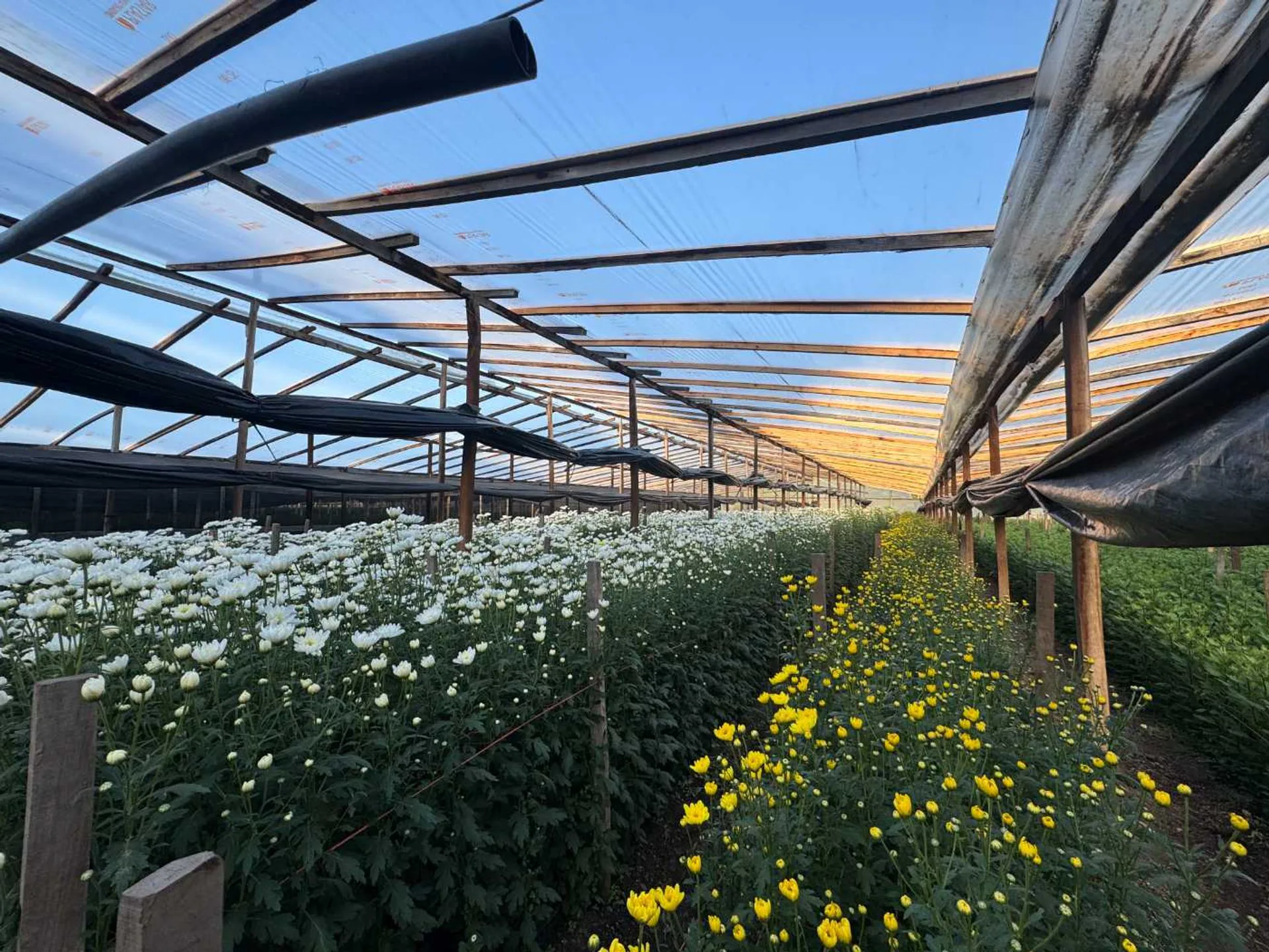 CAMPO EN VENTA  EN ABASTO SOBRE RUTA 36 foto 2