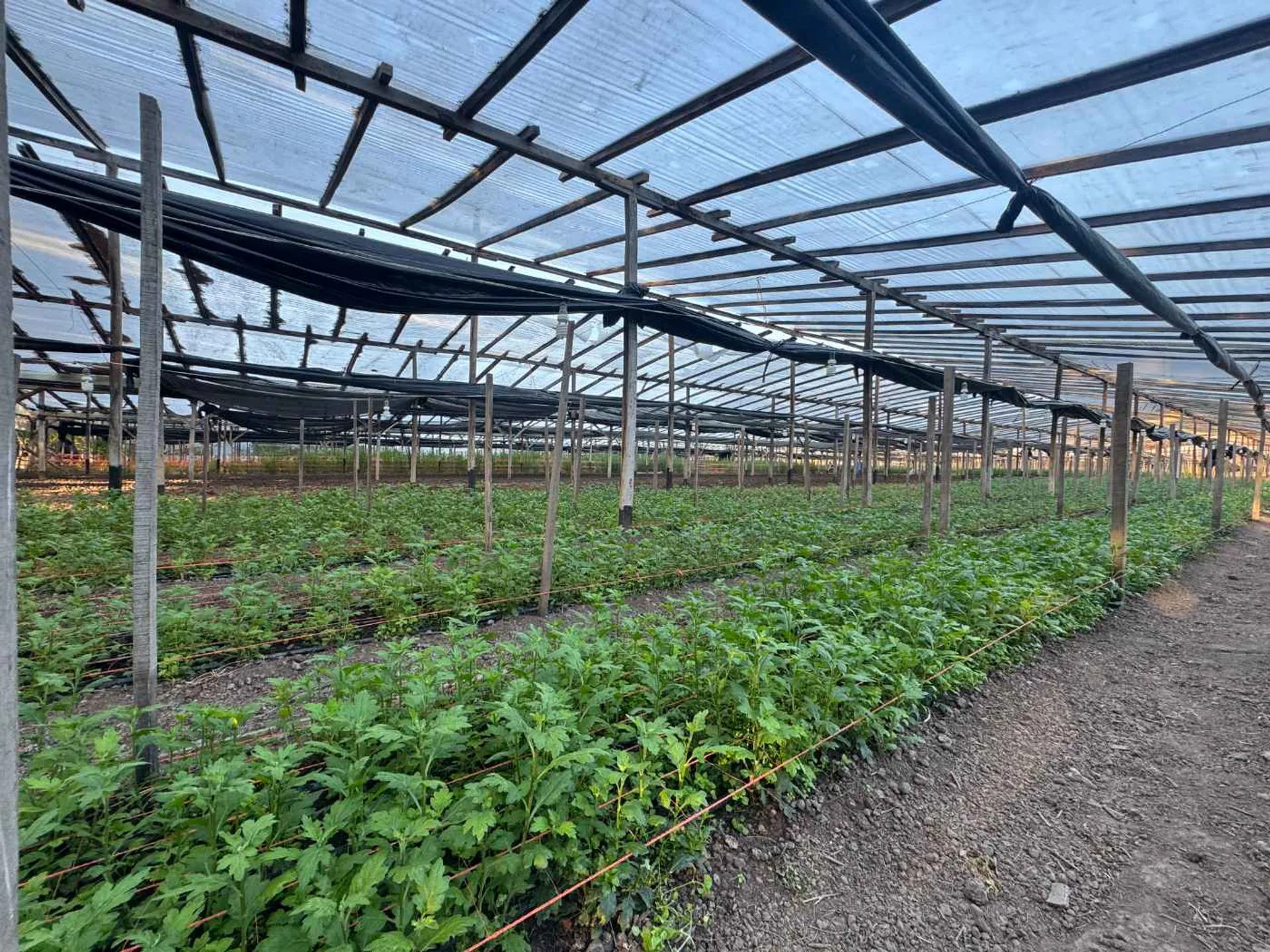 CAMPO EN VENTA  EN ABASTO SOBRE RUTA 36 foto 3