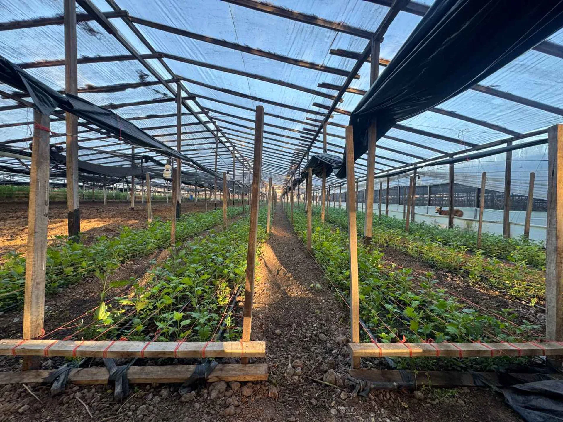 CAMPO EN VENTA  EN ABASTO SOBRE RUTA 36 foto 4