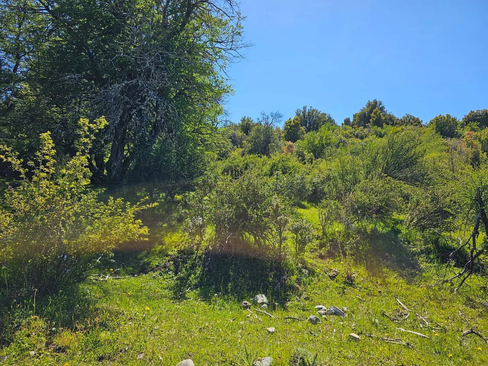 HERMOSO TERRENO EN SECCION LAGO LEZANA -CHOLILA-CHUBUT foto 4