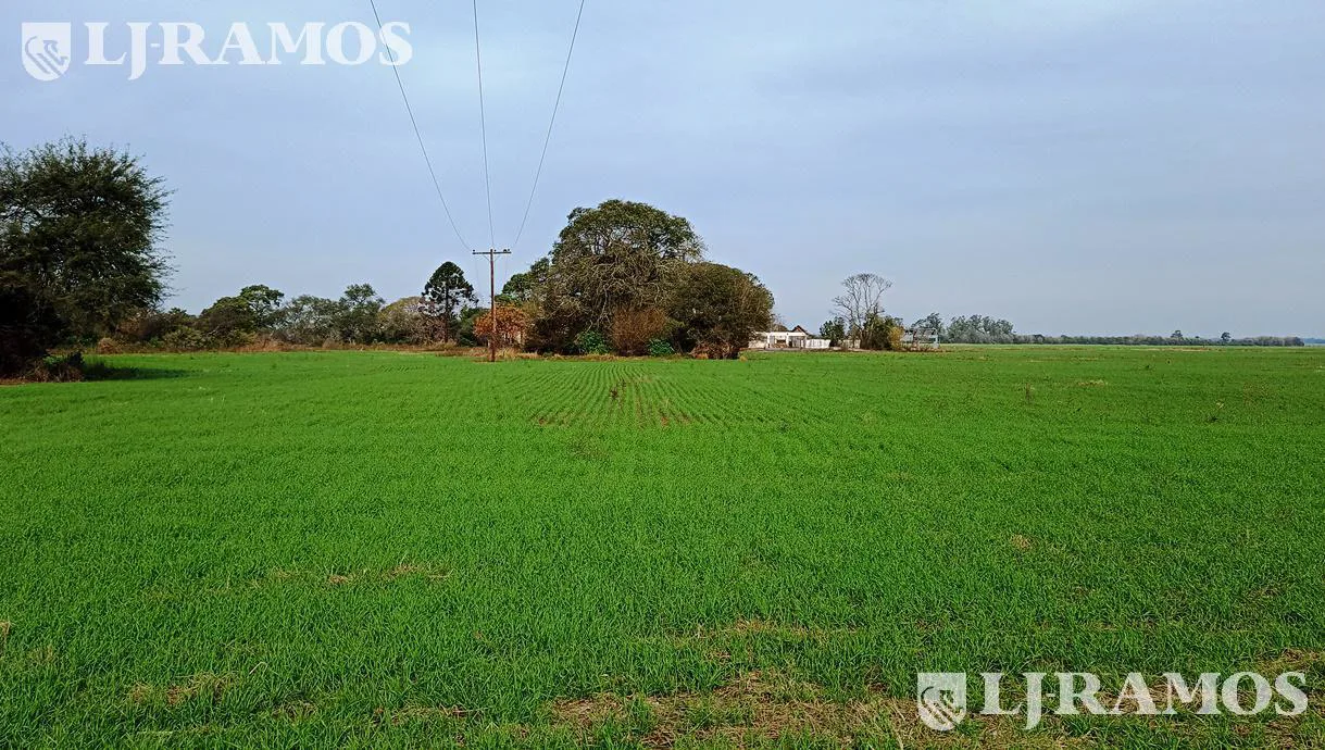 203 ha agrícolas. Timbúes, Santa Fe. Sobre hidrovía. foto 5