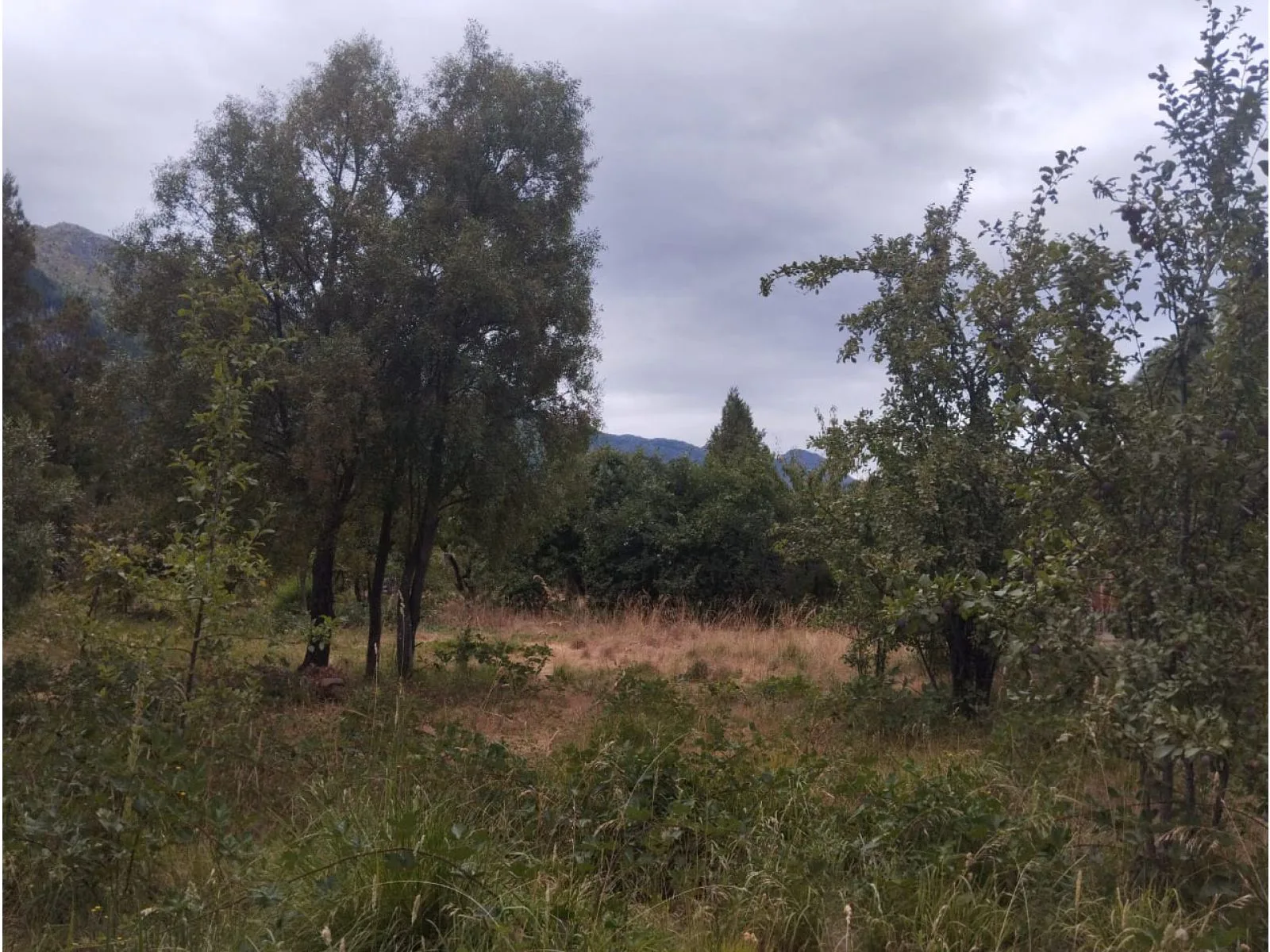 LAGO PUELO (Isla Norte) Terreno 550 m2 foto 5