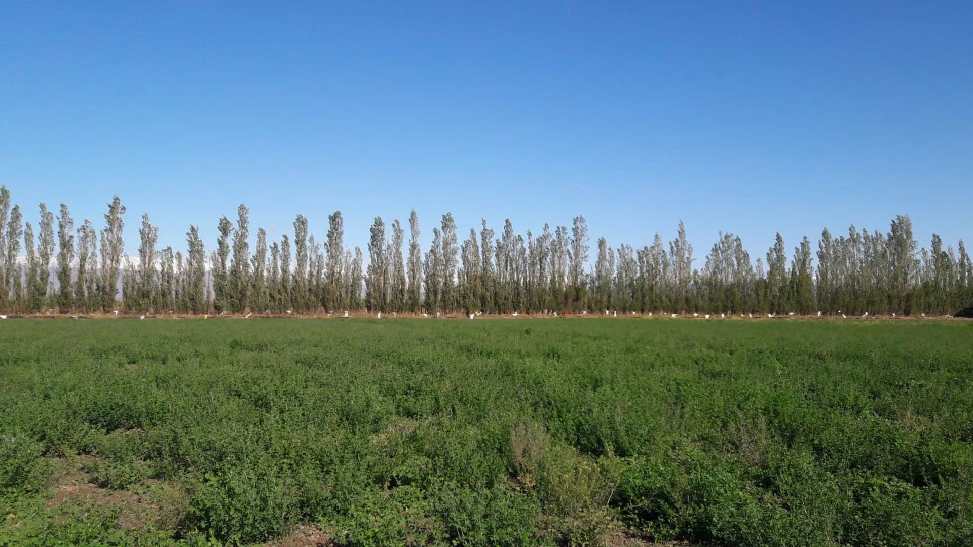 TERRENO DE 16 HECTAREAS. RAWSON foto 3