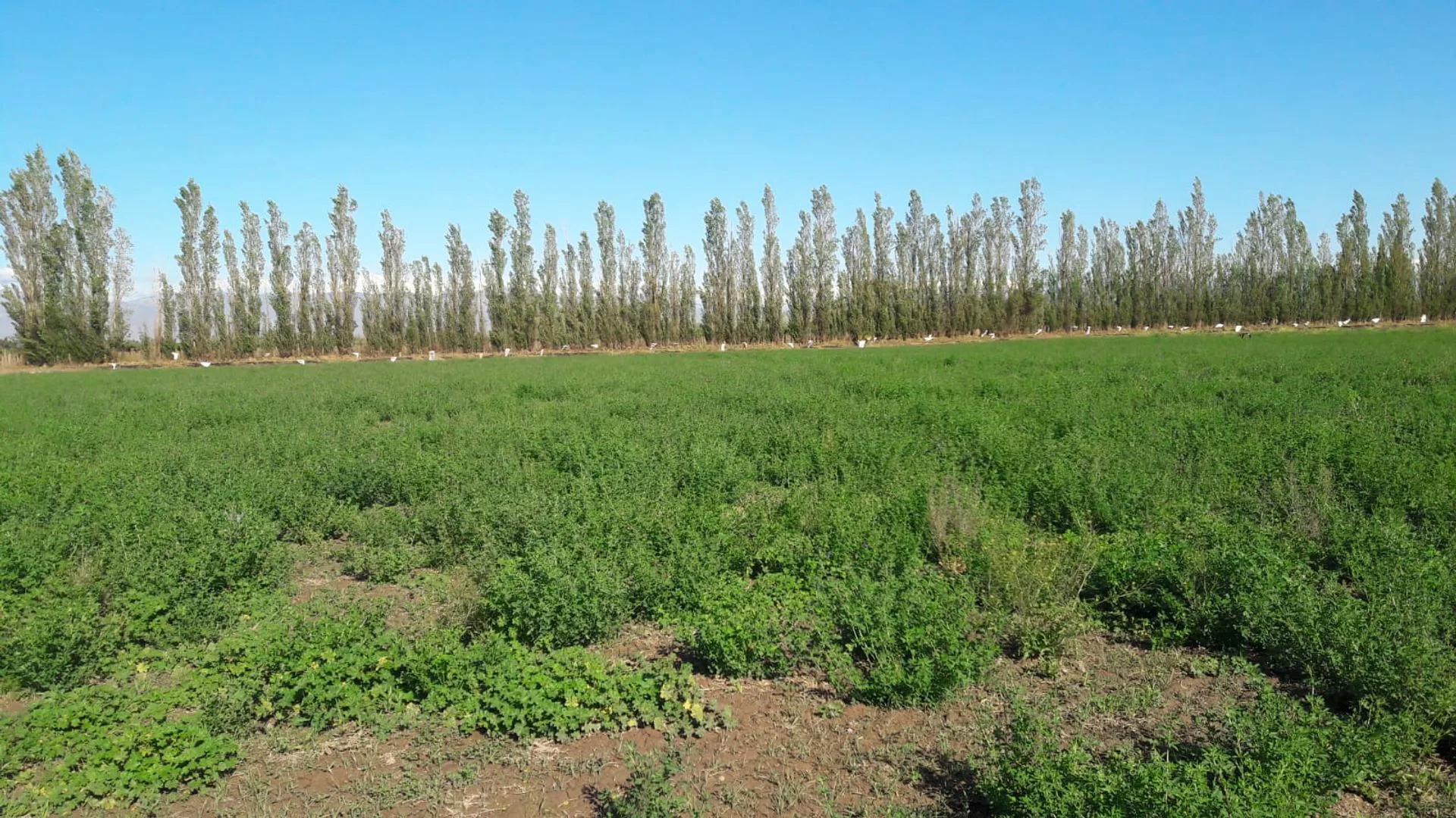 TERRENO DE 16 HECTAREAS. RAWSON foto 4