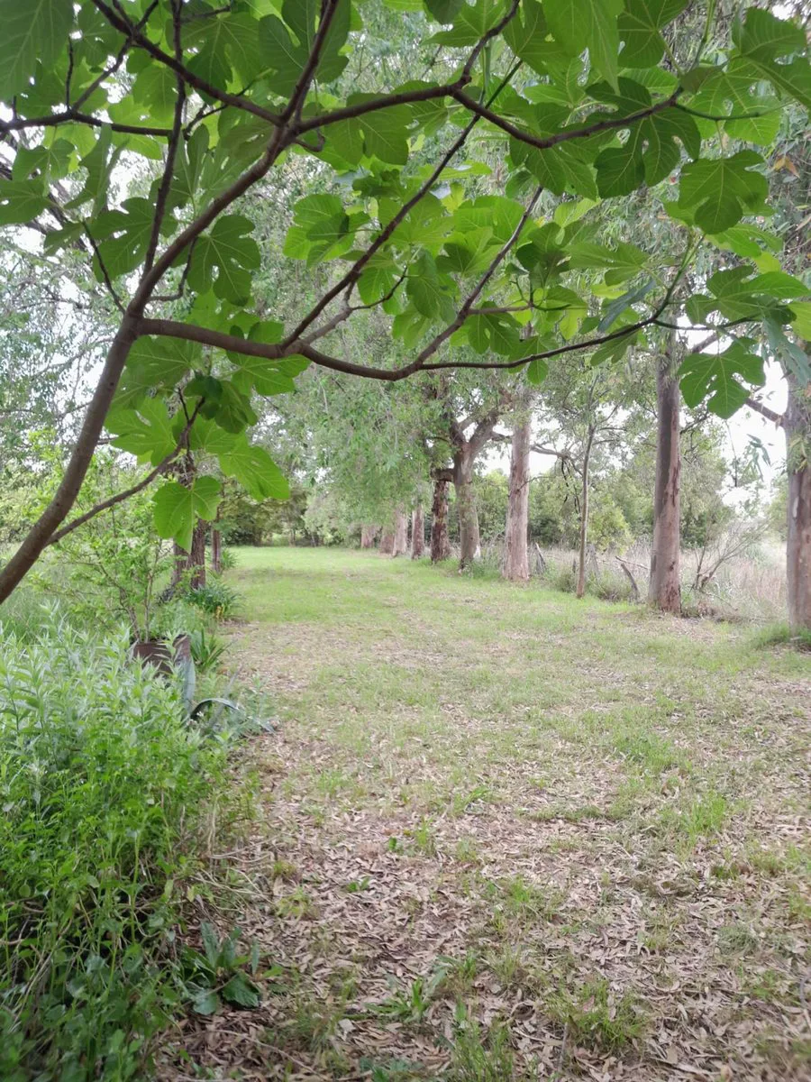 CAMPO 2,04HA-PECÁN EN PRODUCCIÓN-ZELAYA foto 3