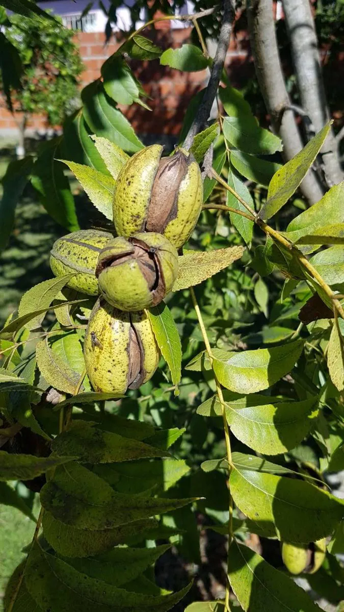 CAMPO 2,04HA-PECÁN EN PRODUCCIÓN-ZELAYA foto 5