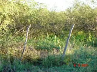 Venta Campo 635 hectáreas – Ruta 79 82000 – El Calden – San Luis foto 1
