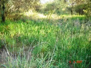 Venta Campo 635 hectáreas – Ruta 79 82000 – El Calden – San Luis foto 2