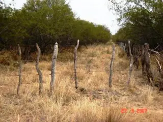 Venta Campo 635 hectáreas – Ruta 79 82000 – El Calden – San Luis foto 4