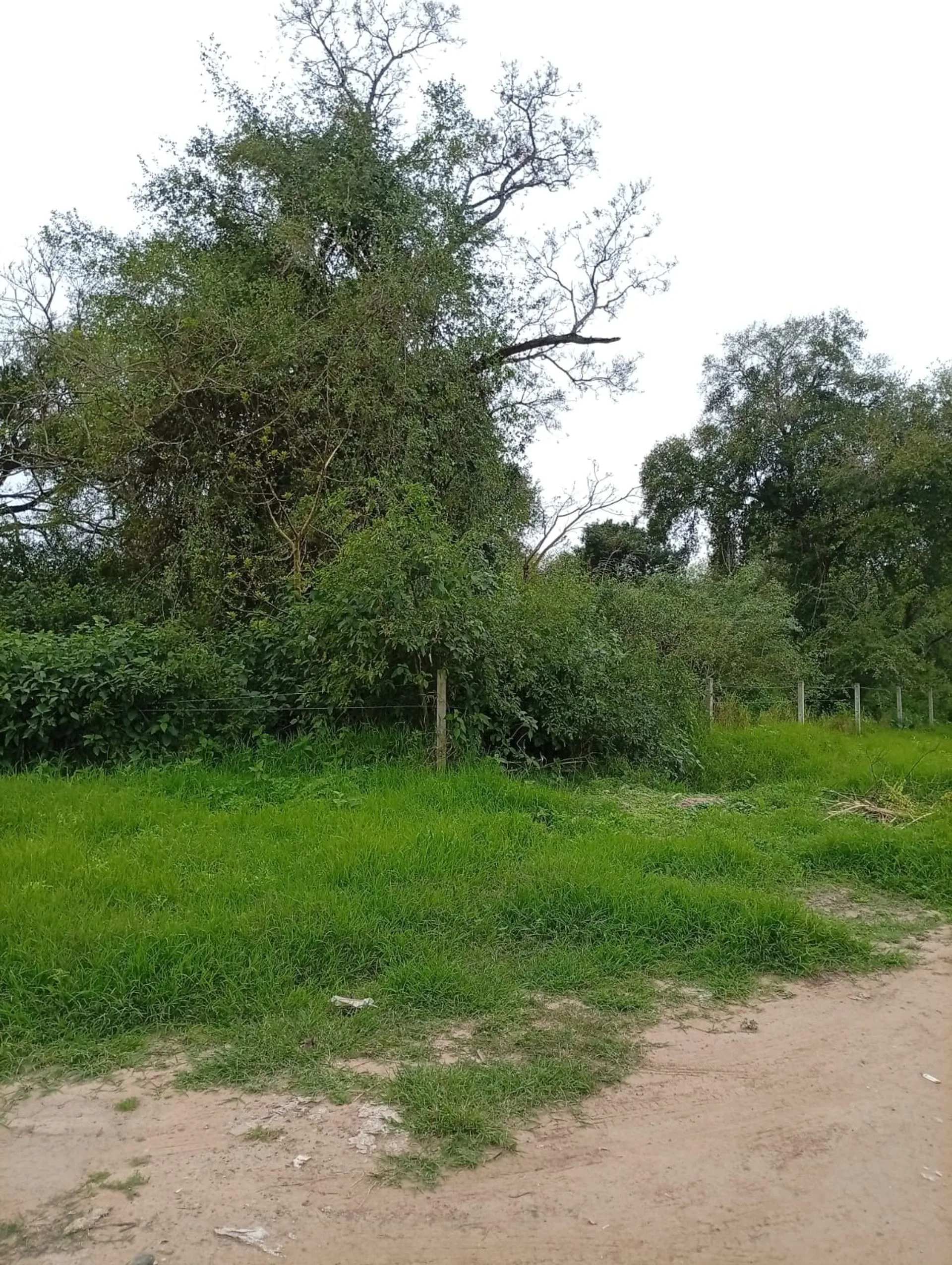 1 HECTAREA EN MARGARITA BELEN foto 3