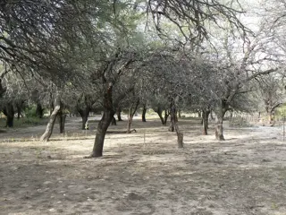 TERRENO CON HERMOSOS ALGARROBOS EN SAN MARCOS 1000 M2 foto 3