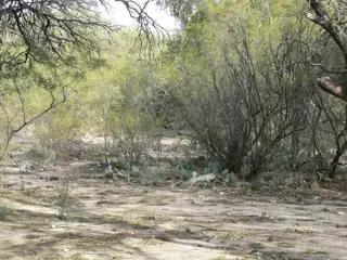TERRENO CON HERMOSOS ALGARROBOS EN SAN MARCOS 1000 M2 foto 4