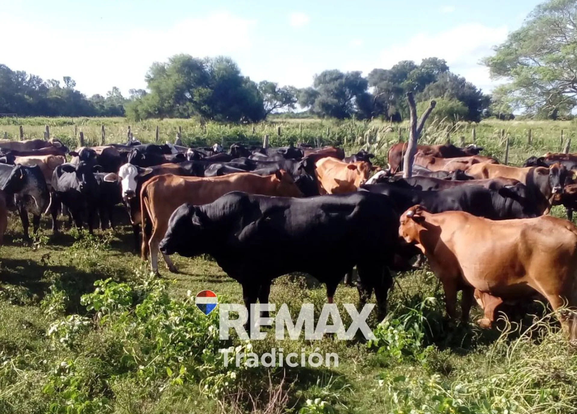 Campo en venta 315 has Pampa del Indio foto 4