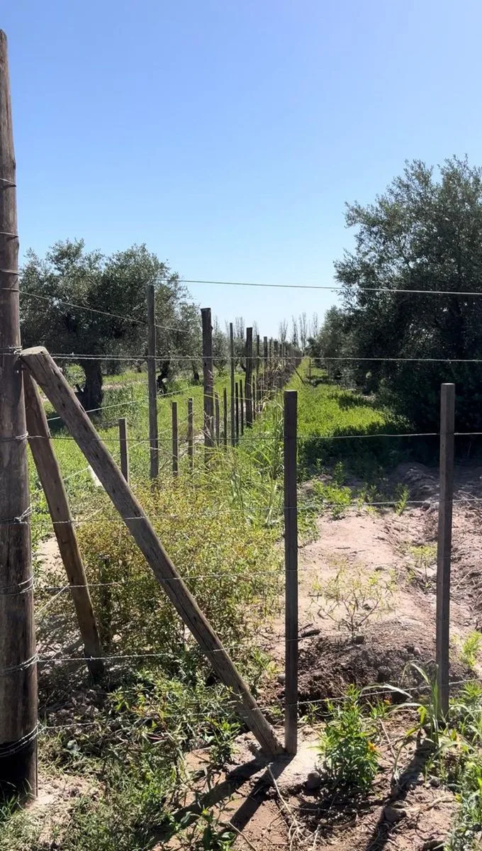 Venta de finca Russell 5000 mts. Producción Olivos foto 4