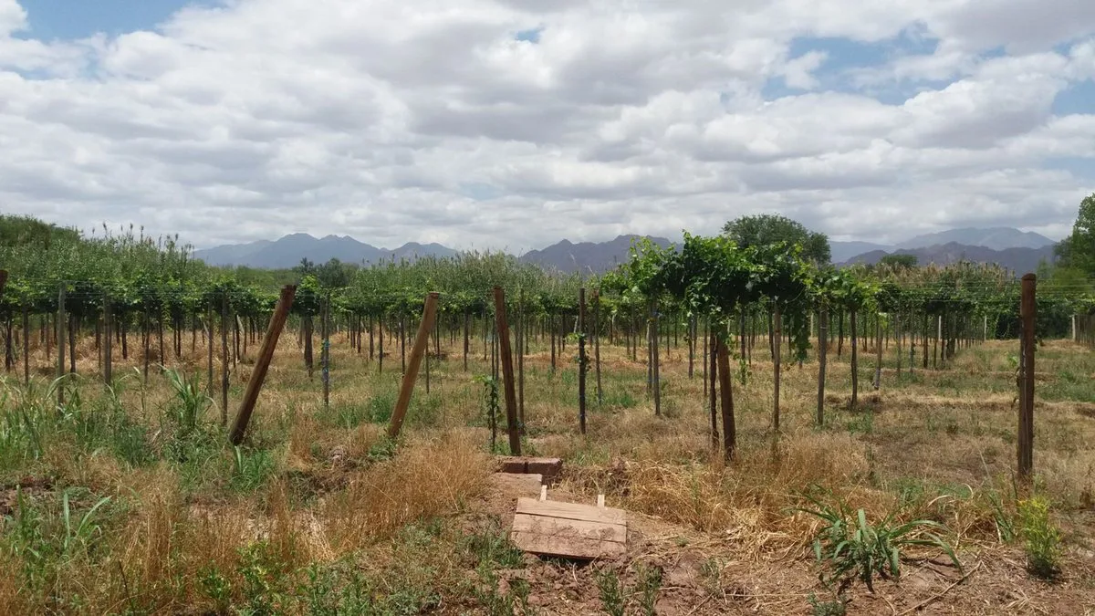 SE VENDE FINCA CON BODEGA, CAVA Y PARRAL 7083 M2 foto 3